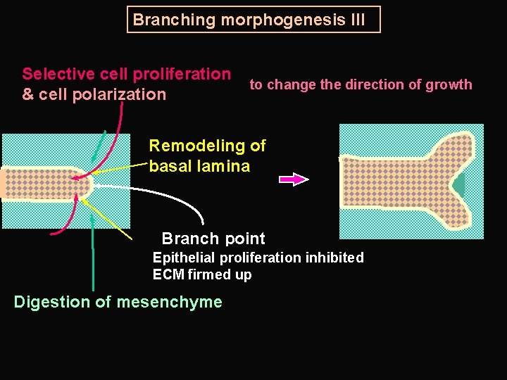 Branching morphogenesis III Selective cell proliferation & cell polarization to change the direction of