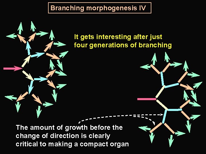 Branching morphogenesis IV It gets interesting after just four generations of branching The amount