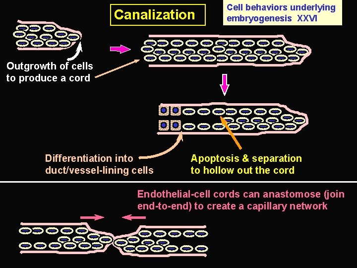 Canalization Cell behaviors underlying embryogenesis XXVI Outgrowth of cells to produce a cord Differentiation