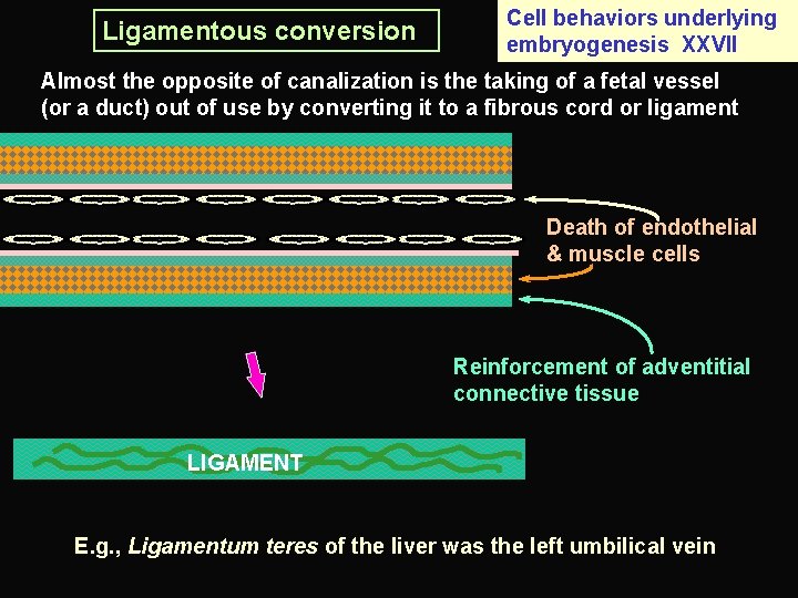 Ligamentous conversion Cell behaviors underlying embryogenesis XXVII Almost the opposite of canalization is the