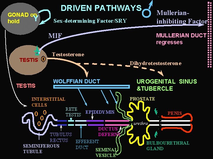 GONAD on Y hold DRIVEN PATHWAYS Mullerianinhibiting Factor Sex-determining Factor/SRY MIF TESTIS MULLERIAN DUCT