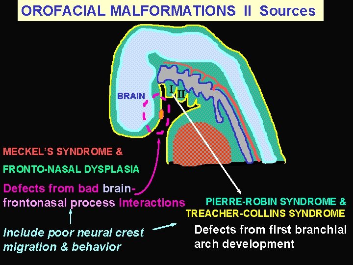 OROFACIAL MALFORMATIONS II Sources BRAIN I II MECKEL’S SYNDROME & FRONTO-NASAL DYSPLASIA Defects from