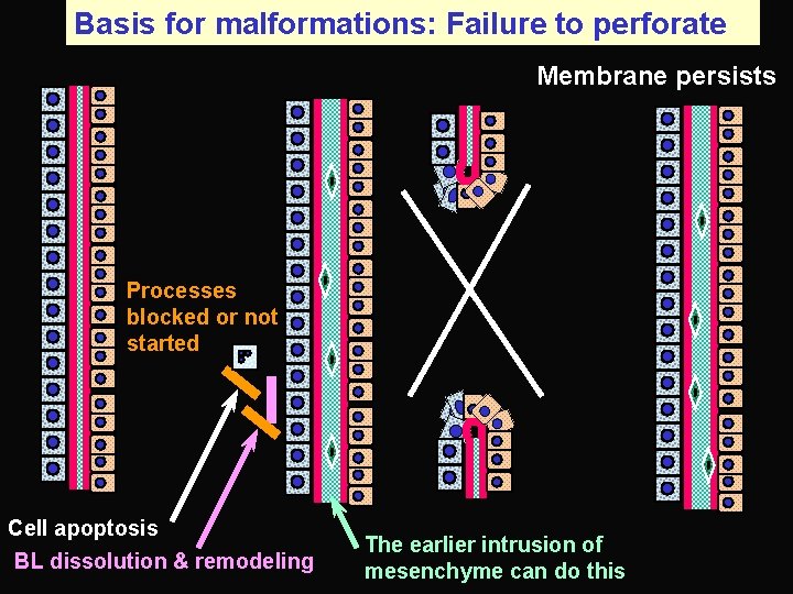 Basis for malformations: Failure to perforate Membrane persists Processes blocked or not started Cell