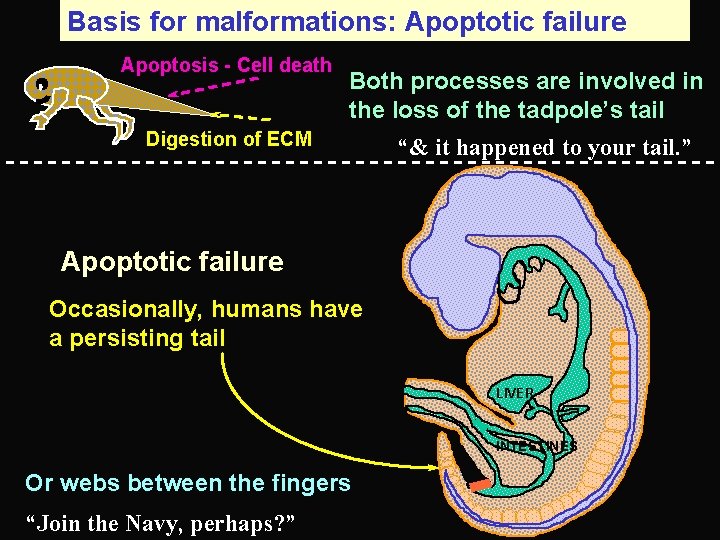 Basis for malformations: Apoptotic failure Apoptosis - Cell death Both processes are involved in