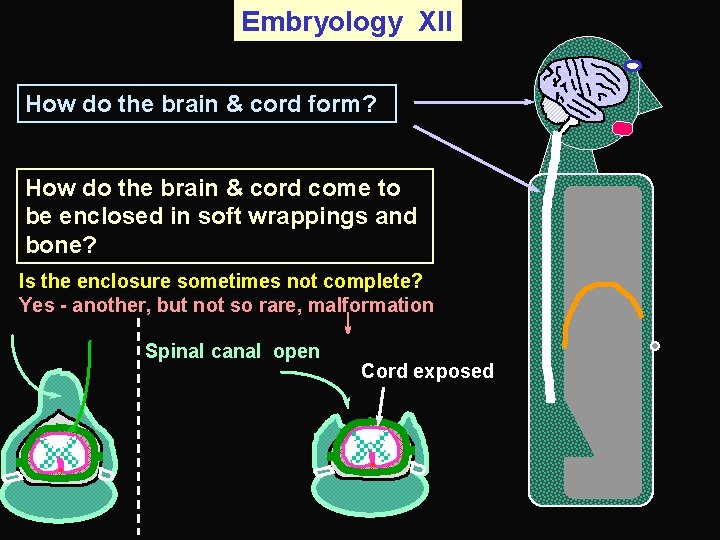 Embryology XII How do the brain & cord form? How do the brain &