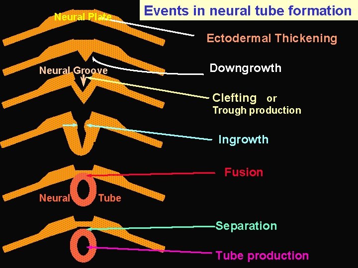 Neural Plate Events in neural tube formation Ectodermal Thickening Neural Groove Downgrowth Clefting or