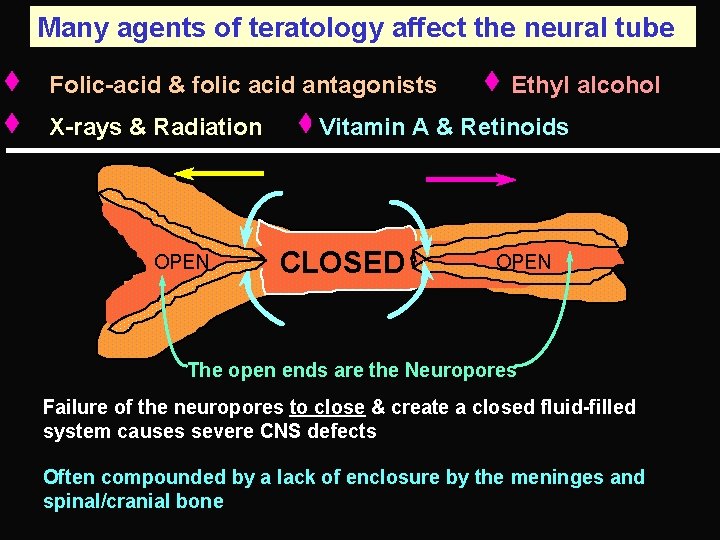 Many agents of teratology affect the neural tube Folic-acid & folic acid antagonists X-rays
