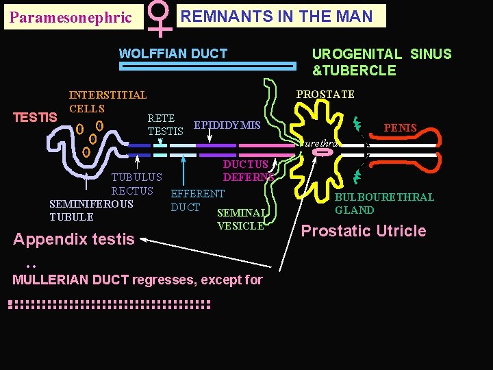 Paramesonephric REMNANTS IN THE MAN WOLFFIAN DUCT TESTIS INTERSTITIAL CELLS RETE EPIDIDYMIS TESTIS UROGENITAL