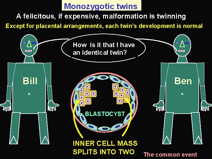 Monozygotic twins A felicitous, if expensive, malformation is twinning Except for placental arrangements, each