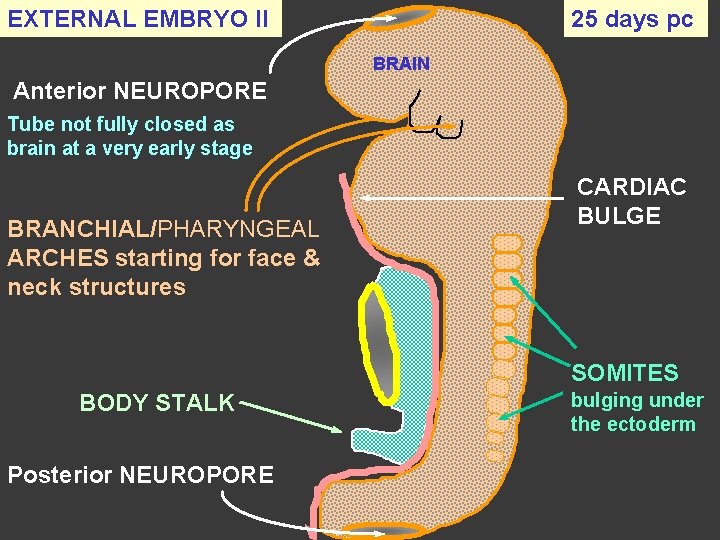 EXTERNAL EMBRYO II 25 days pc BRAIN Anterior NEUROPORE Tube not fully closed as