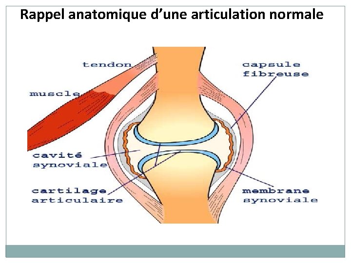 Rappel anatomique d’une articulation normale 