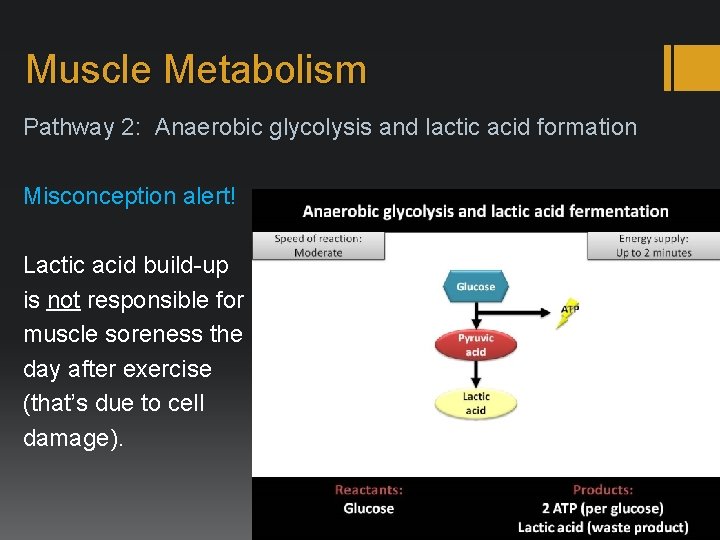 Muscle Metabolism Pathway 2: Anaerobic glycolysis and lactic acid formation Misconception alert! Lactic acid