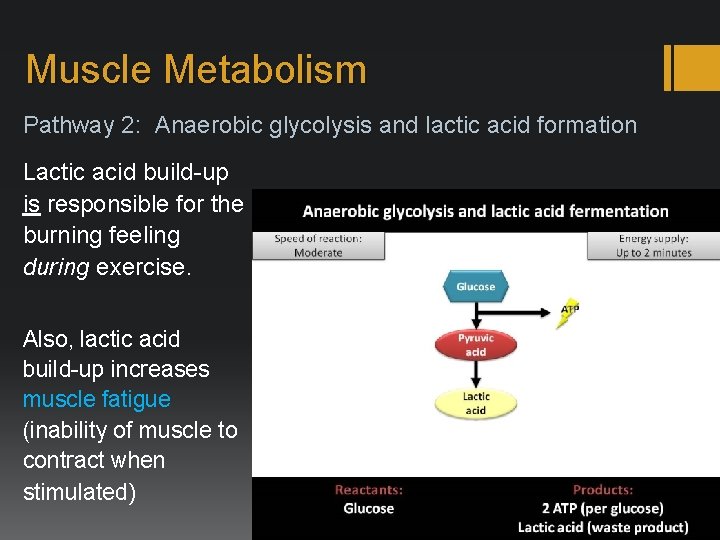 Muscle Metabolism Pathway 2: Anaerobic glycolysis and lactic acid formation Lactic acid build-up is