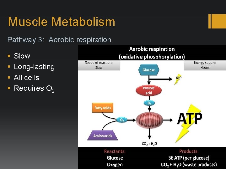 Muscle Metabolism Pathway 3: Aerobic respiration § § Slow Long-lasting All cells Requires O