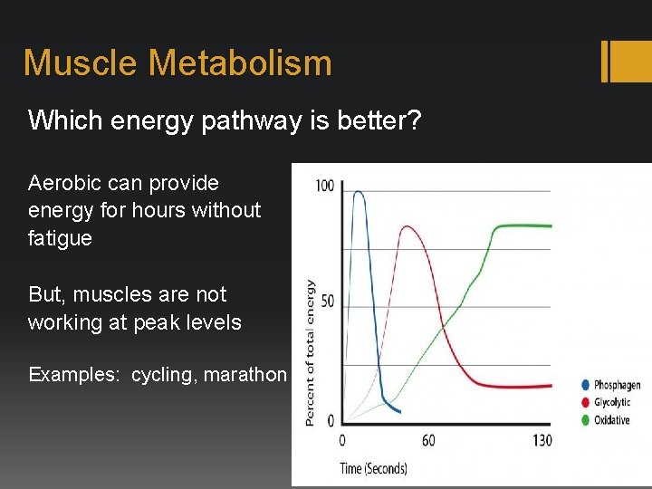 Muscle Metabolism Which energy pathway is better? Aerobic can provide energy for hours without