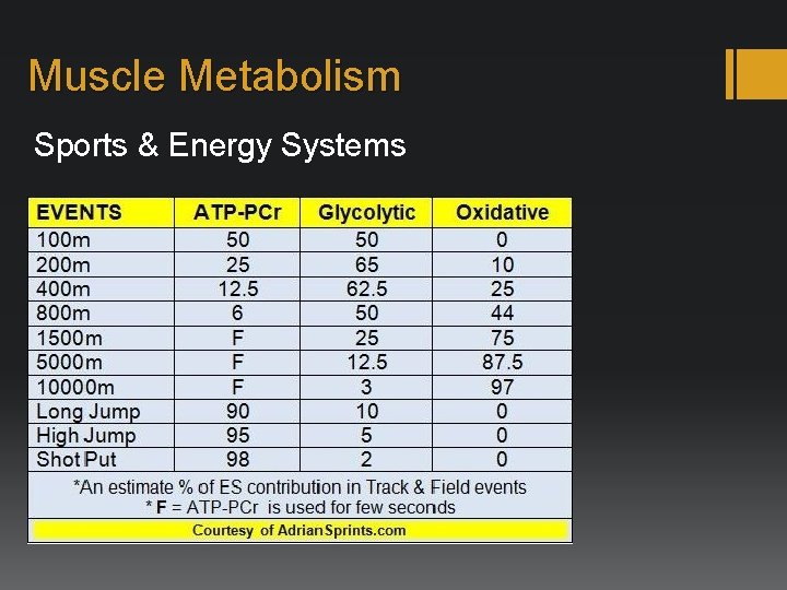 Muscle Metabolism Sports & Energy Systems 