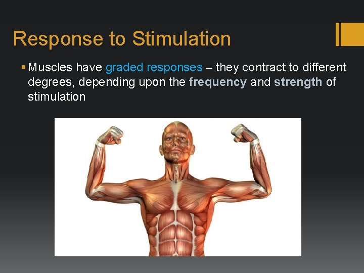 Response to Stimulation § Muscles have graded responses – they contract to different degrees,