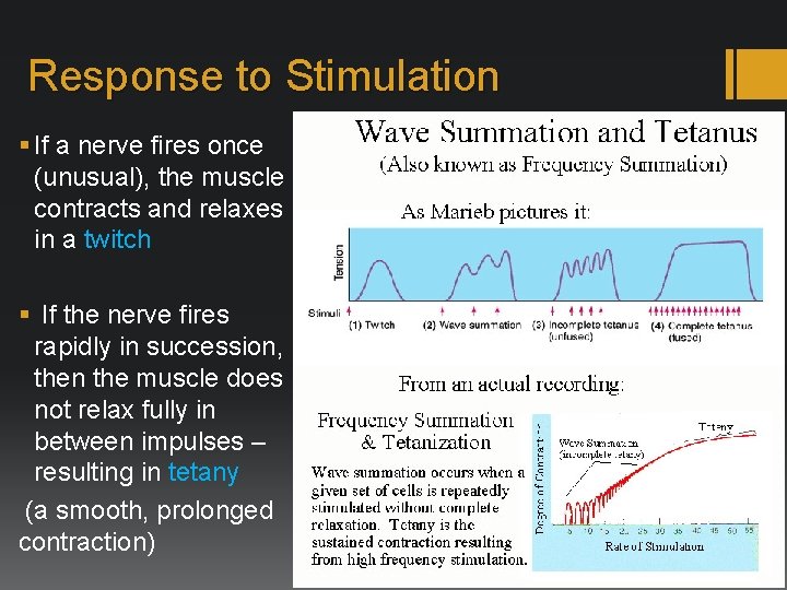 Response to Stimulation § If a nerve fires once (unusual), the muscle contracts and