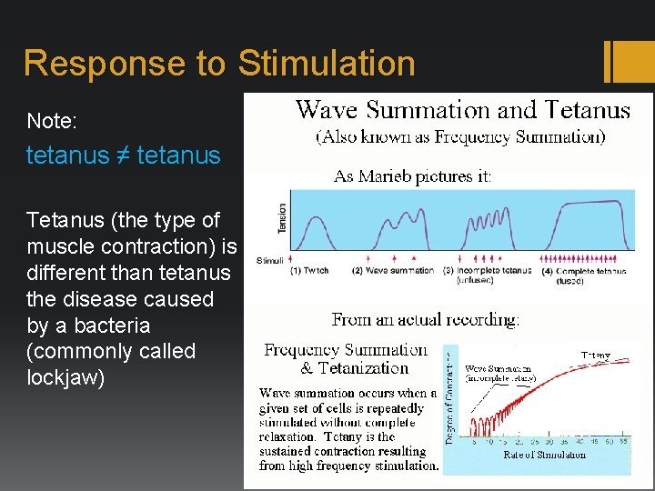 Response to Stimulation Note: tetanus ≠ tetanus Tetanus (the type of muscle contraction) is