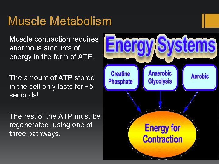 Muscle Metabolism Muscle contraction requires enormous amounts of energy in the form of ATP.