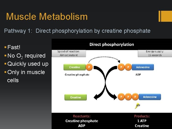 Muscle Metabolism Pathway 1: Direct phosphorylation by creatine phosphate § Fast! § No O