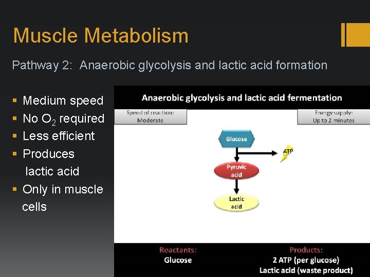 Muscle Metabolism Pathway 2: Anaerobic glycolysis and lactic acid formation § § Medium speed