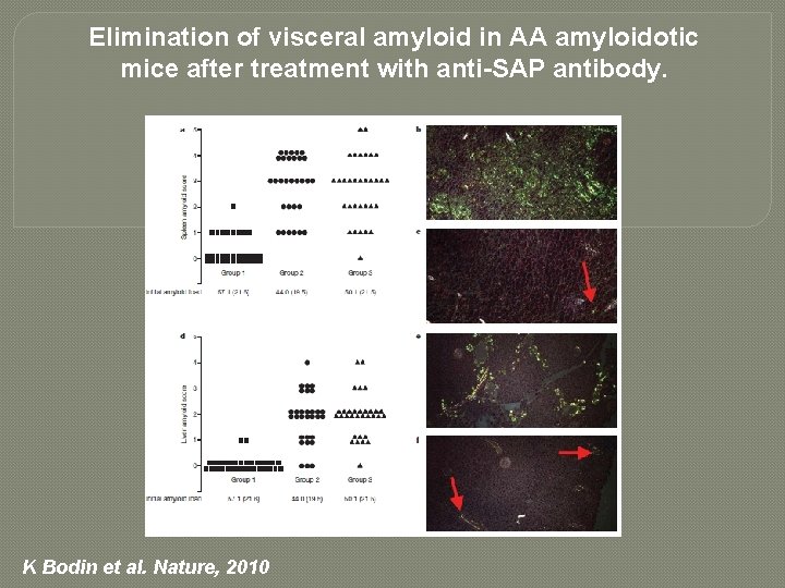 Elimination of visceral amyloid in AA amyloidotic mice after treatment with anti-SAP antibody. K