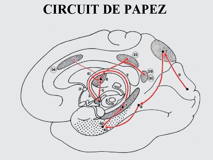 CIRCUIT DE PAPEZ 