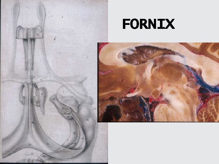 FORNIX 