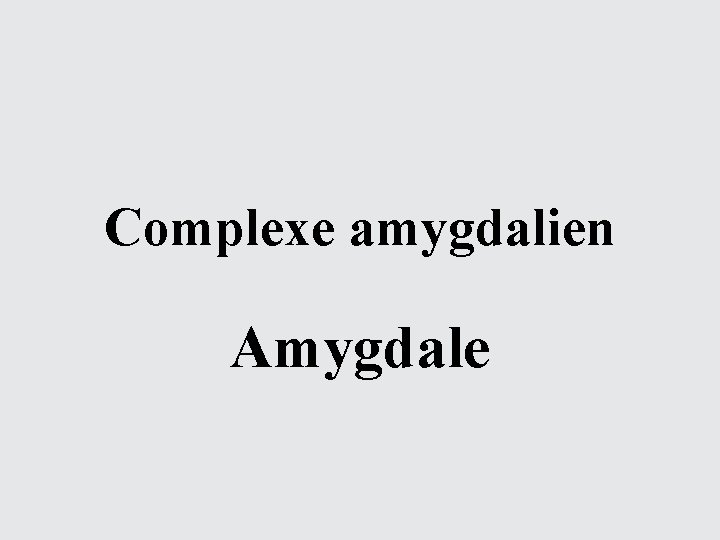 Complexe amygdalien Amygdale 