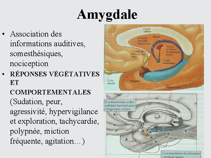 Amygdale • Association des informations auditives, somesthésiques, nociception • RÉPONSES VÉGÉTATIVES ET COMPORTEMENTALES (Sudation,