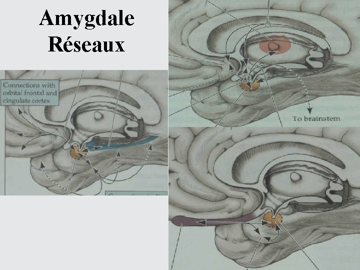 Amygdale Réseaux 
