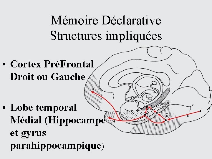 Mémoire Déclarative Structures impliquées • Cortex PréFrontal Droit ou Gauche • Lobe temporal Médial