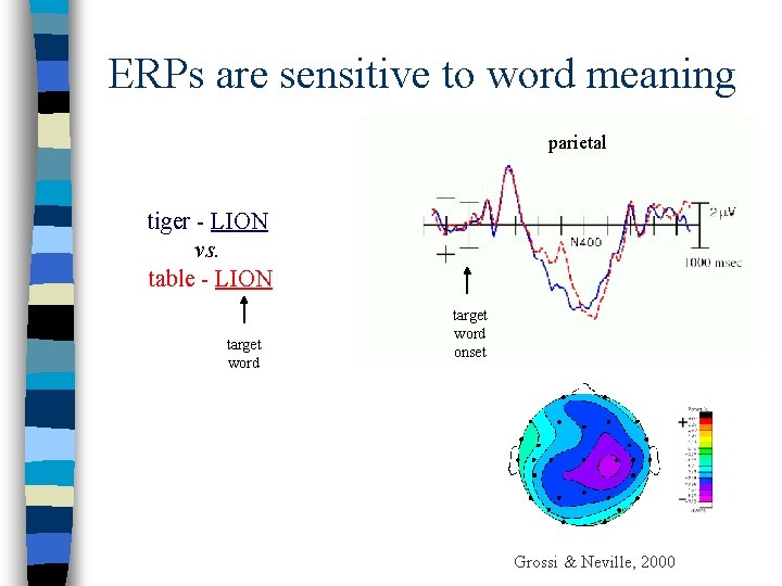 ERPs are sensitive to word meaning parietal tiger - LION vs. table - LION