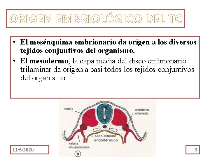 ORIGEN EMBRIOLÓGICO DEL TC • El mesénquima embrionario da origen a los diversos tejidos