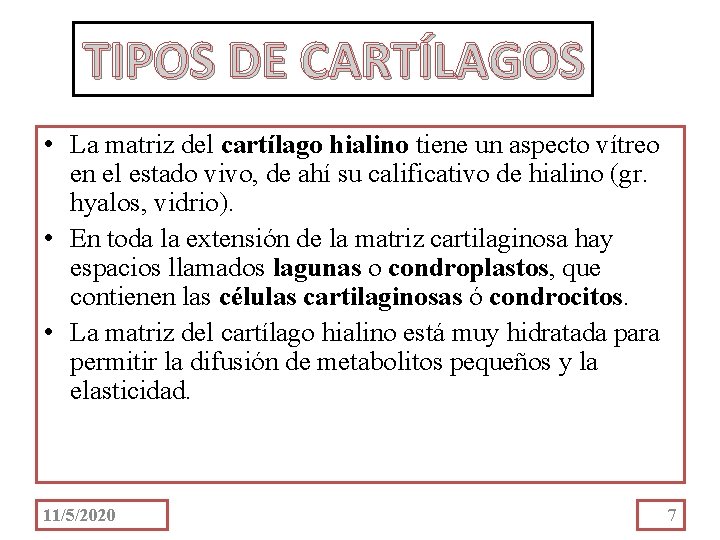 TIPOS DE CARTÍLAGOS • La matriz del cartílago hialino tiene un aspecto vítreo en