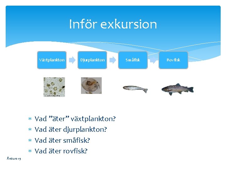 Inför exkursion Växtplankton Årskurs 1 -3 Djurplankton Vad ”äter” växtplankton? Vad äter djurplankton? Vad