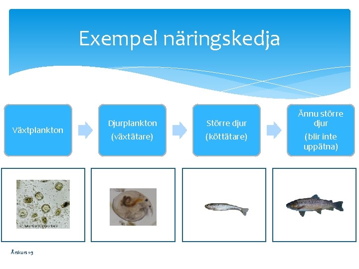 Exempel näringskedja Växtplankton Årskurs 1 -3 Djurplankton (växtätare) Större djur (köttätare) Ännu större djur