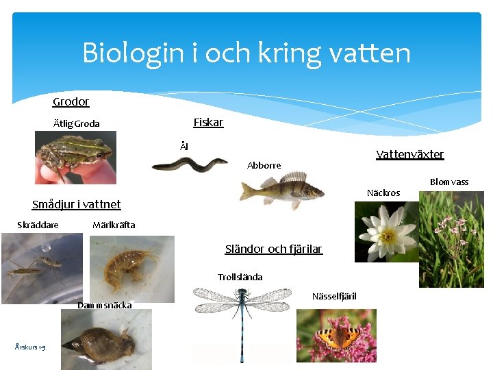 Biologin i och kring vatten Grodor Fiskar Ätlig Groda Ål Vattenväxter Abborre Näckros Smådjur