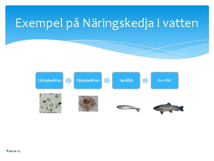 Exempel på Näringskedja i vatten Växtplankton Årskurs 1 -3 Djurplankton Småfisk Rovfisk 