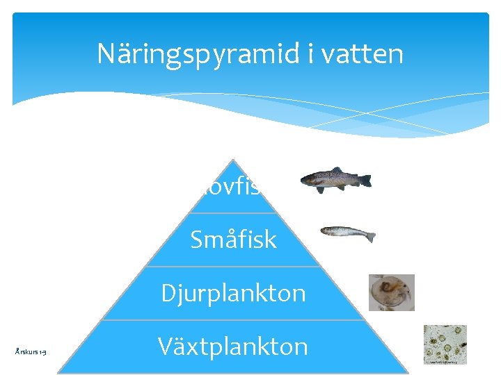 Näringspyramid i vatten Rovfisk Småfisk Djurplankton Årskurs 1 -3 Växtplankton 