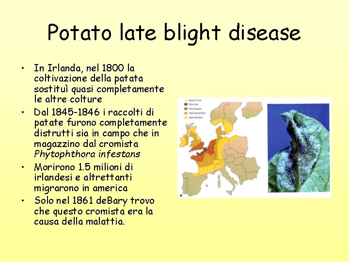 Potato late blight disease • In Irlanda, nel 1800 la coltivazione della patata sostituì