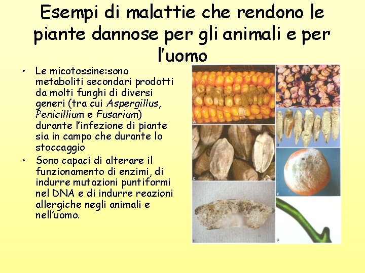 Esempi di malattie che rendono le piante dannose per gli animali e per l’uomo