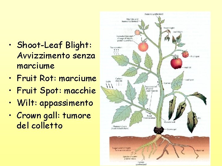  • Shoot-Leaf Blight: Avvizzimento senza marciume • Fruit Rot: marciume • Fruit Spot: