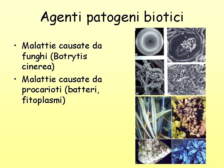 Agenti patogeni biotici • Malattie causate da funghi (Botrytis cinerea) • Malattie causate da