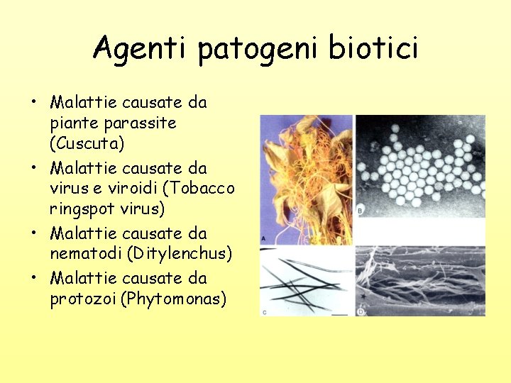 Agenti patogeni biotici • Malattie causate da piante parassite (Cuscuta) • Malattie causate da