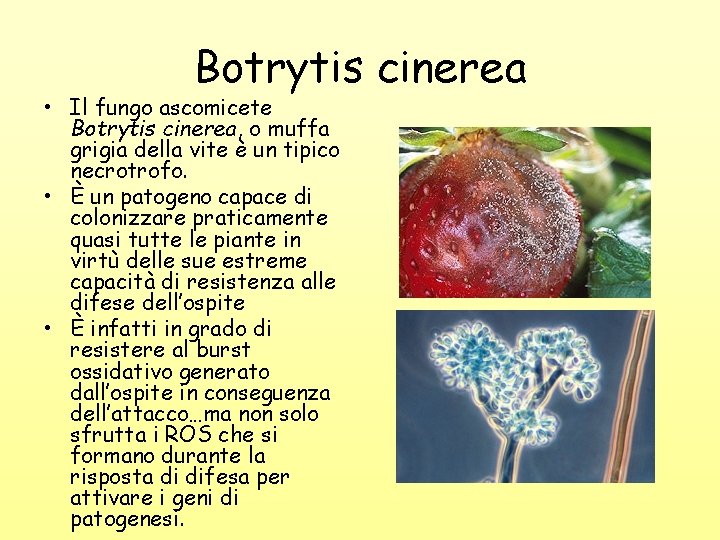 Botrytis cinerea • Il fungo ascomicete Botrytis cinerea, o muffa grigia della vite è