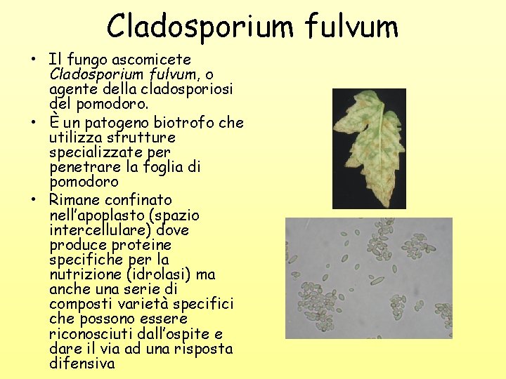 Cladosporium fulvum • Il fungo ascomicete Cladosporium fulvum, o agente della cladosporiosi del pomodoro.
