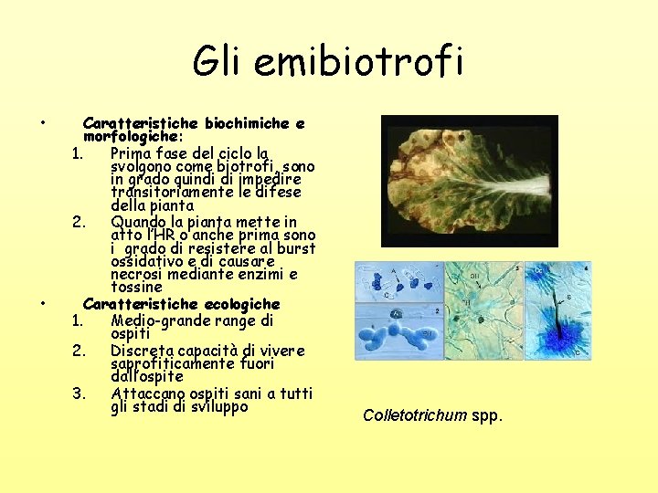 Gli emibiotrofi • • Caratteristiche biochimiche e morfologiche: 1. Prima fase del ciclo la