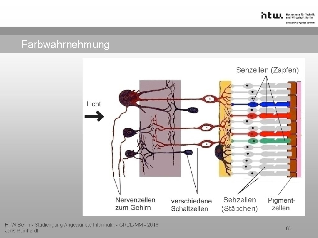 Farbwahrnehmung Sehzellen (Zapfen) Sehzellen (Stäbchen) HTW Berlin - Studiengang Angewandte Informatik - GRDL-MM -